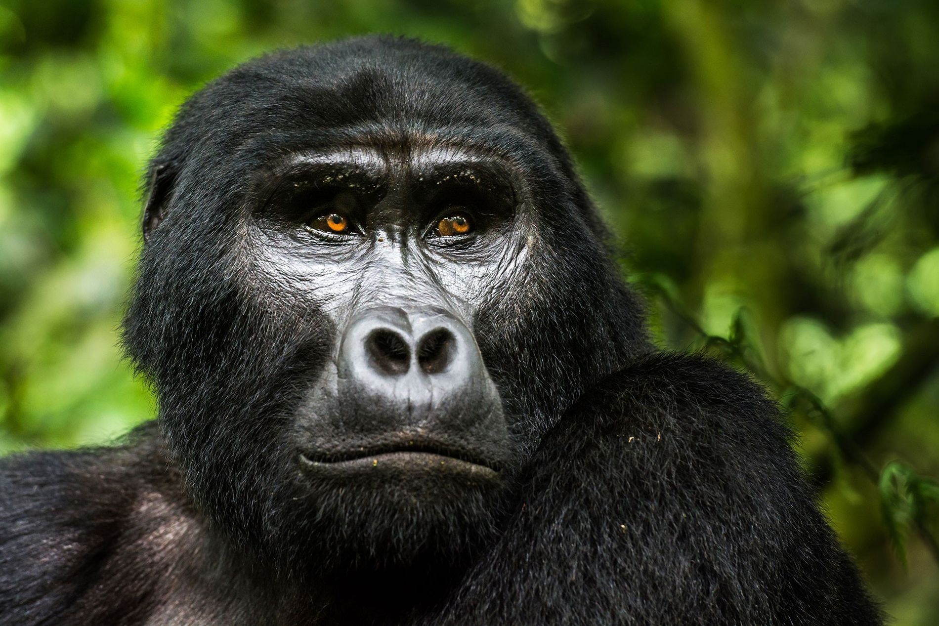 Gorilas Uganda